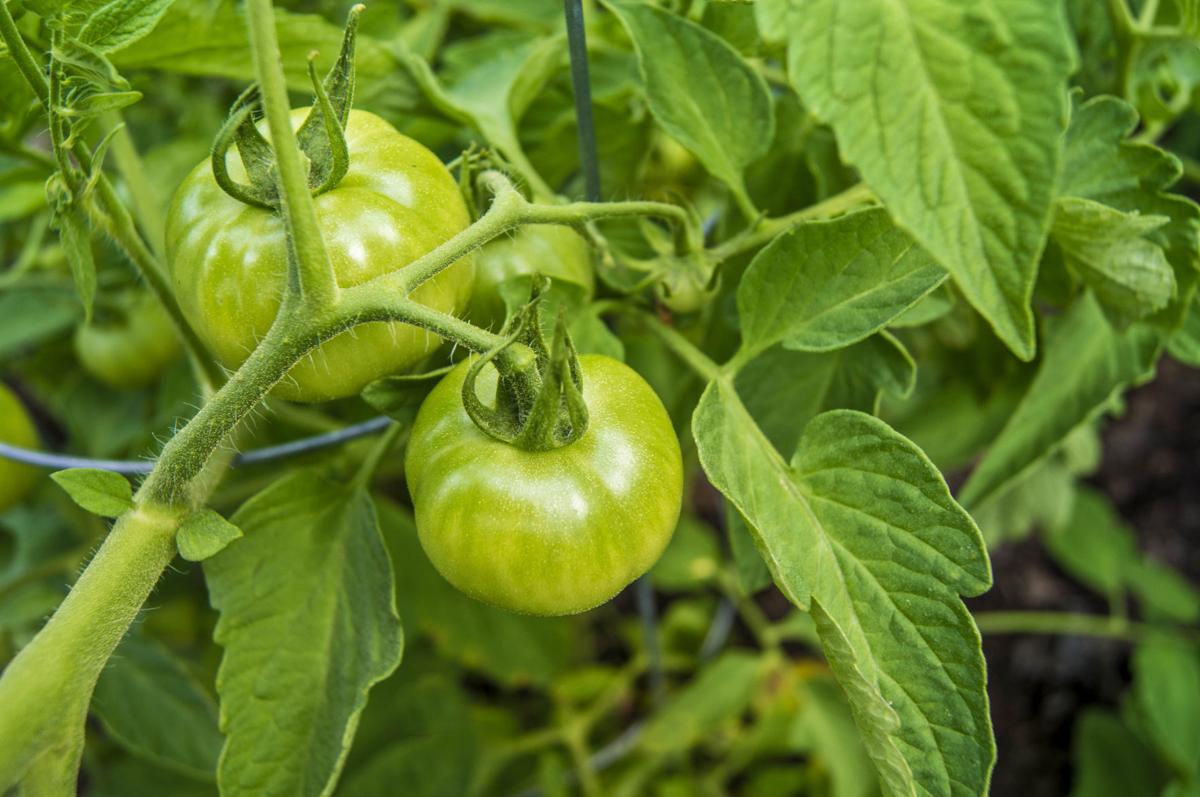 070120-dec-lif-tomatoplant
