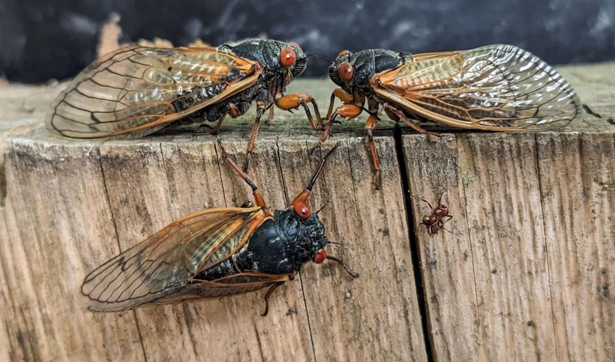 They're here! Cicadas appear in Central Illinois