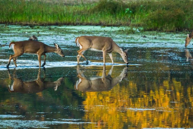 Hunters get set for firearm deer season in Illinois