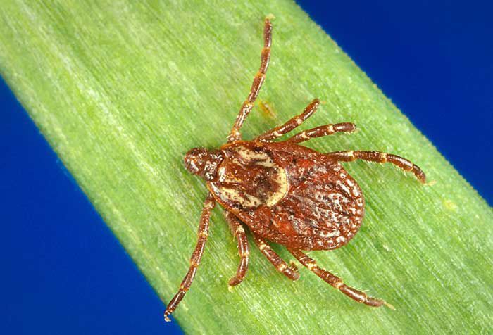 Watch now: How to battle bites of Central Illinois ticks