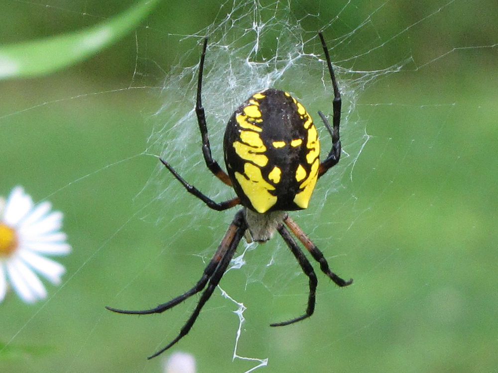 Black and Yellow Spiders - The Infinite Spider