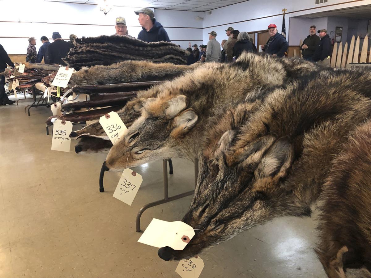 Coyote Fur Is In Big Demand Thanks To Popular Parkas Herald Review Com