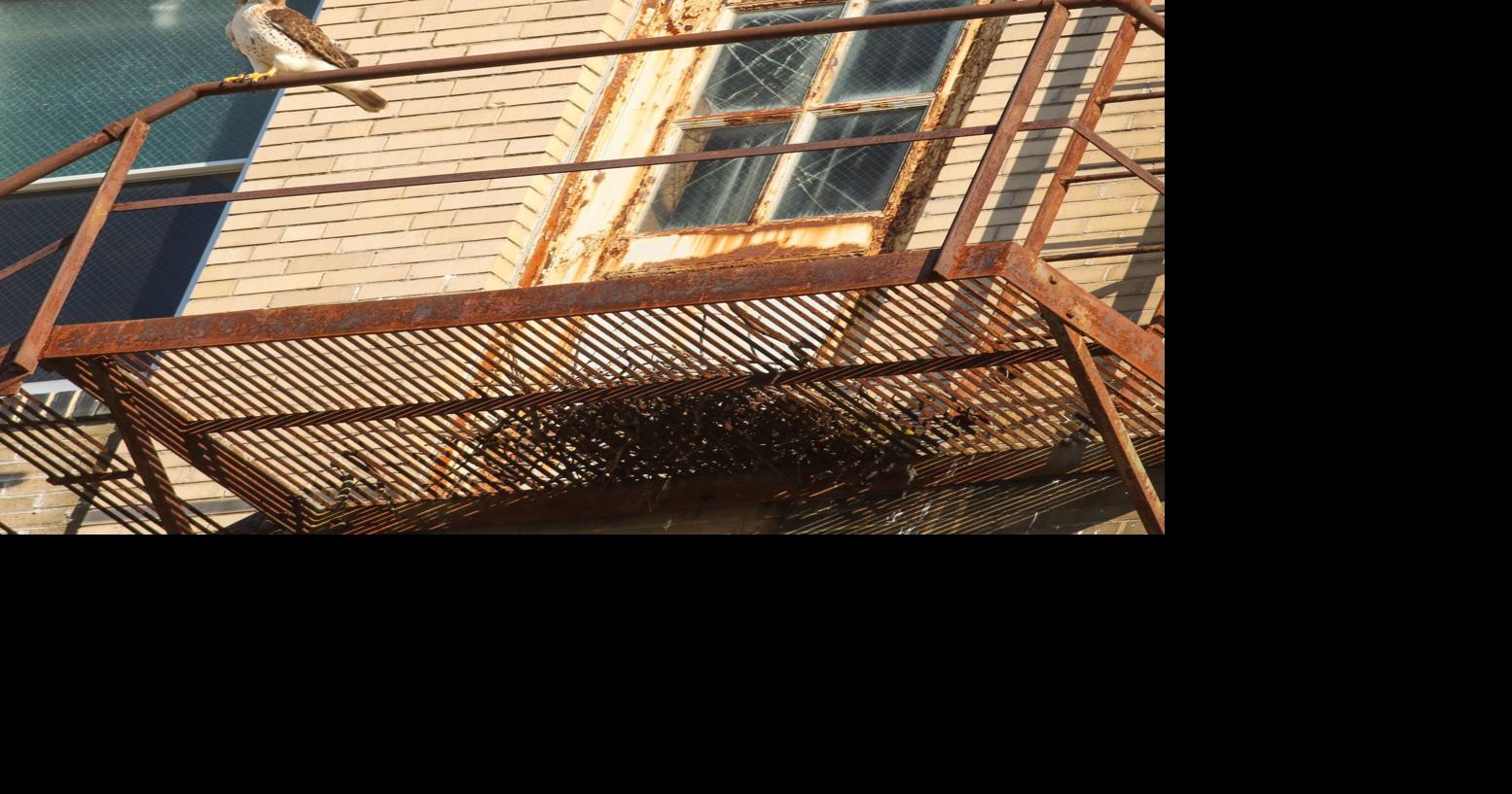 Nesting hawks on downtown building captivate Decatur classrooms 🐦