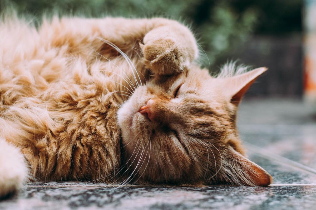 Pet Health Seeking Answers To Heart Disease In Cats Pets