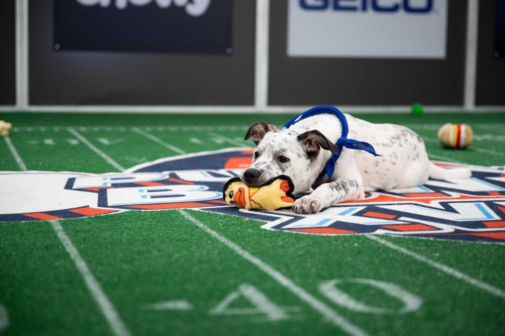 Animal Planet S Puppy Bowl Will Go On As Planned Here S A Look At The Starting Lineup Pets Herald Review Com