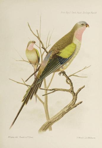 What is the future of the Biodiversity Heritage Library?