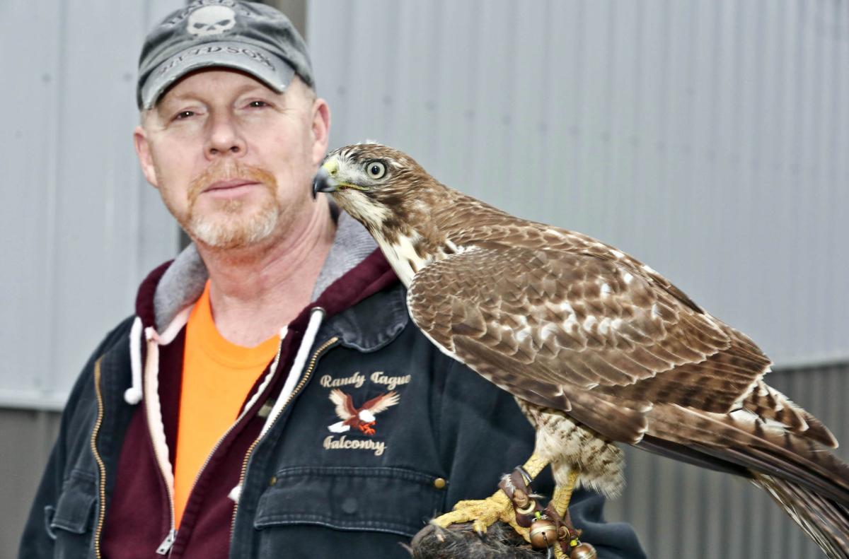 A Higher Calling Hawk S Demise Carries Attention To Non Insulated Power Lines Local Herald Review Com A Higher Calling Hawk S Demise Carries Attention To Non Insulated Power Lines Local Herald Review Com