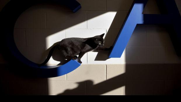 Macon County Animal Control Barn Cats Need A Home Too Pets