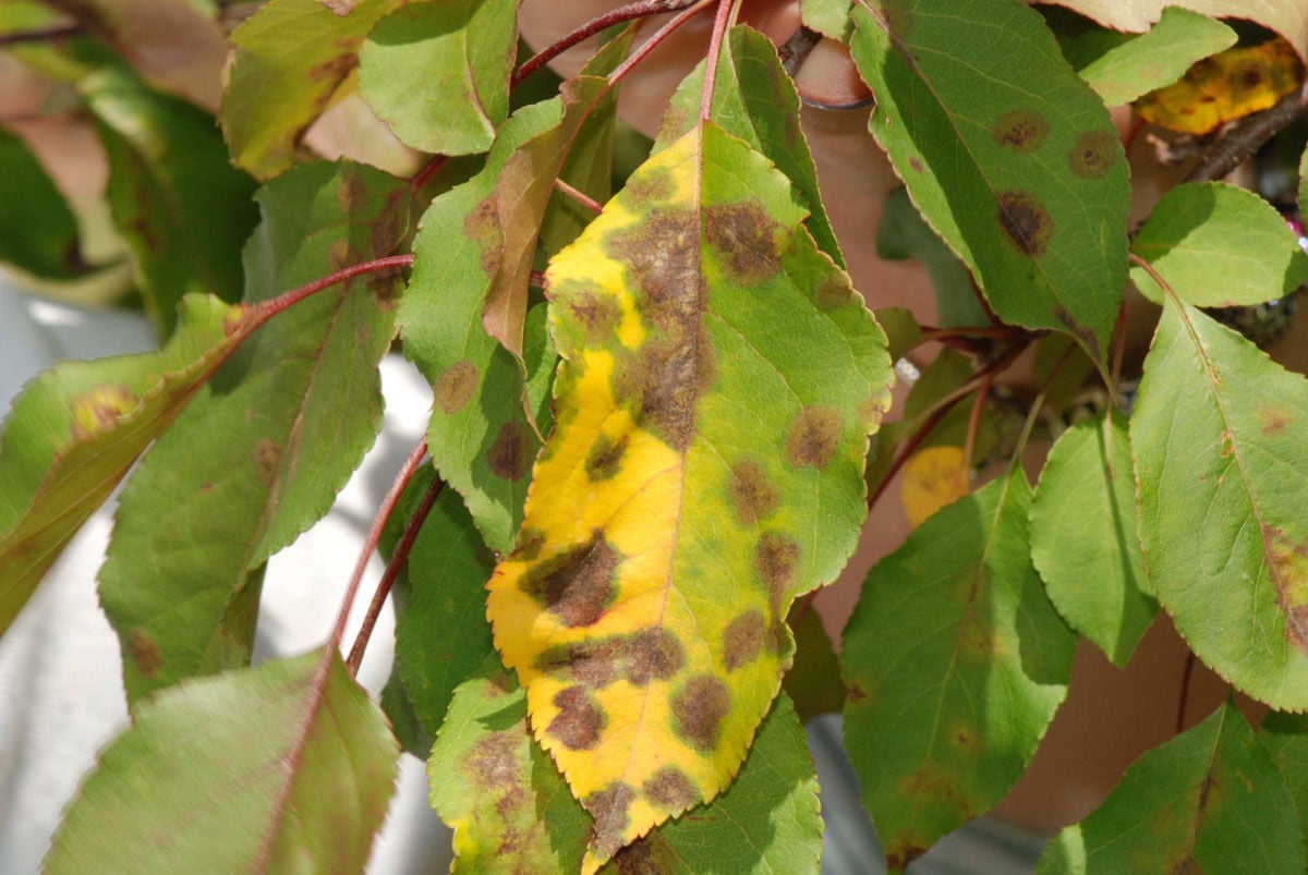 Stuart Hawbaker Crabapple Scab Causes Leaves To Drop Early   579a4b6bd4aa1.image 