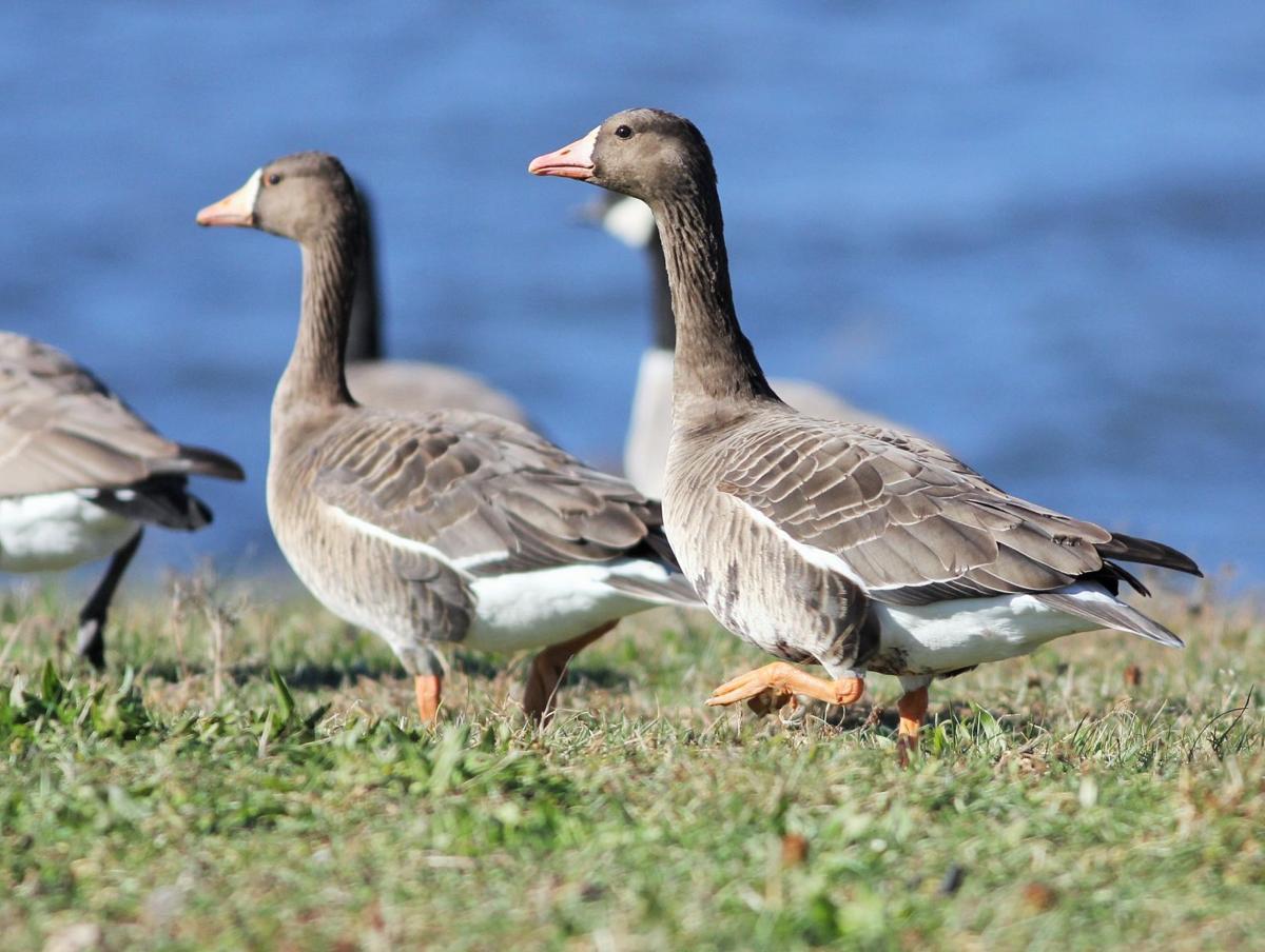Southern Illinois Waterfowl Population Continues To Shift