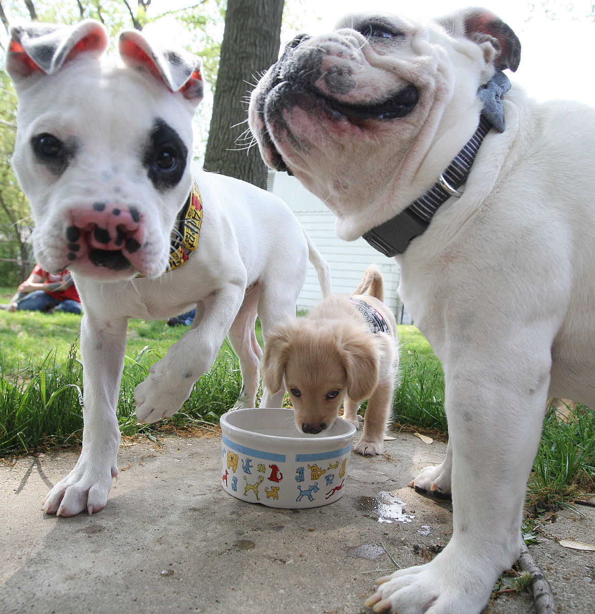 PHOTOS Hudson's Halfway Home Helps Special Needs Dogs Local herald