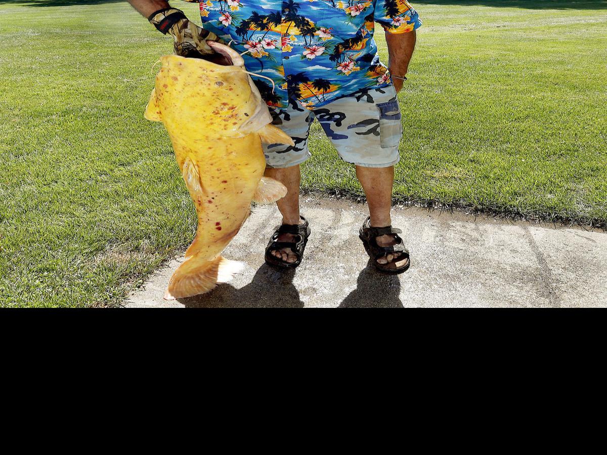 Mississippi Gives Up Yellow Catfish Herald Review Com