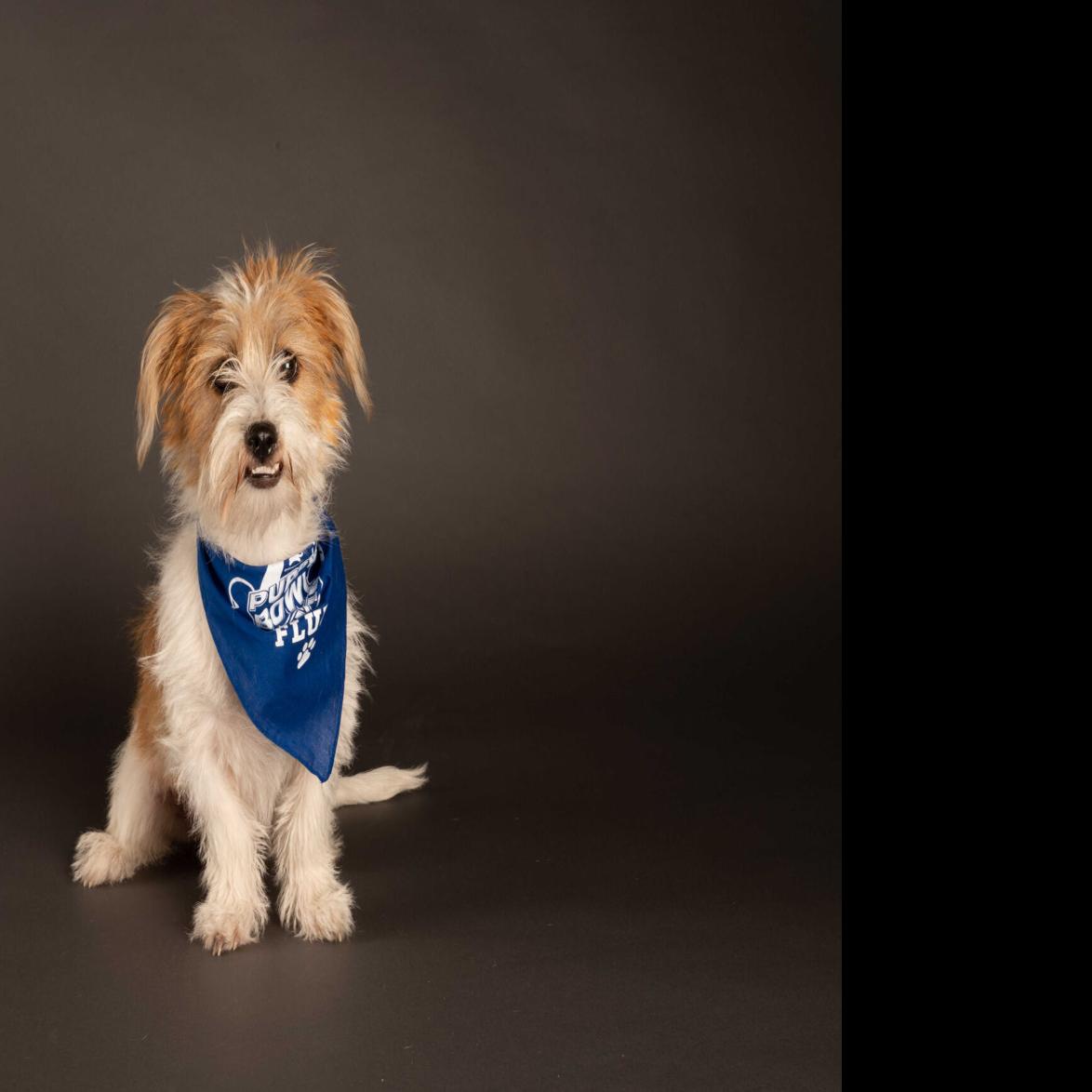 Animal Planet S Puppy Bowl Will Go On As Planned Here S A Look At The Starting Lineup Pets Herald Review Com