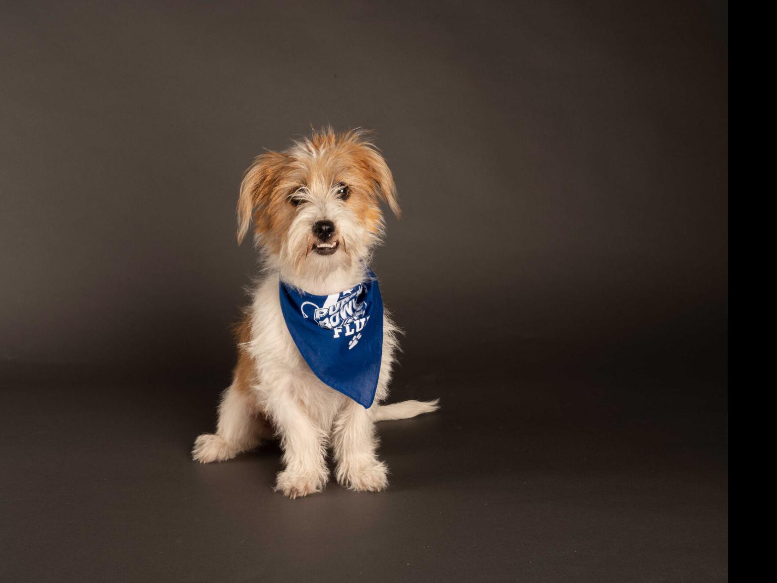 Animal Planet S Puppy Bowl Will Go On As Planned Here S A Look At The Starting Lineup Pets Herald Review Com