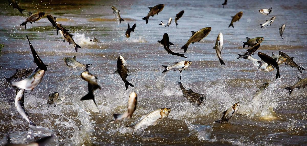 Asian Carp File Photo