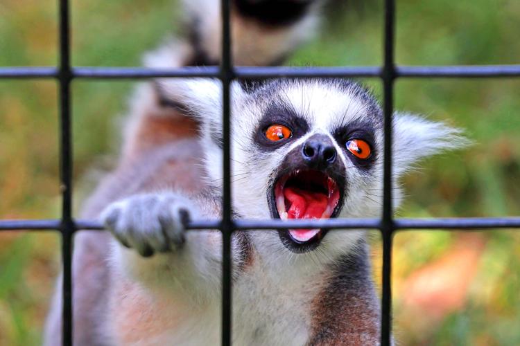 071125-dec-loc-zoobabies_03.JPG