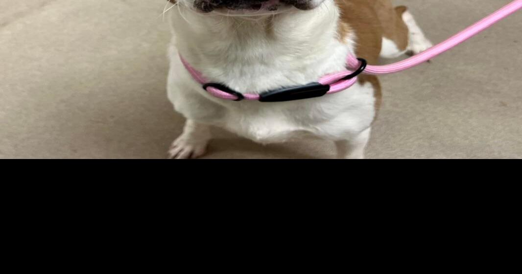 Macon County animal shelter to celebrate its Sweet 16