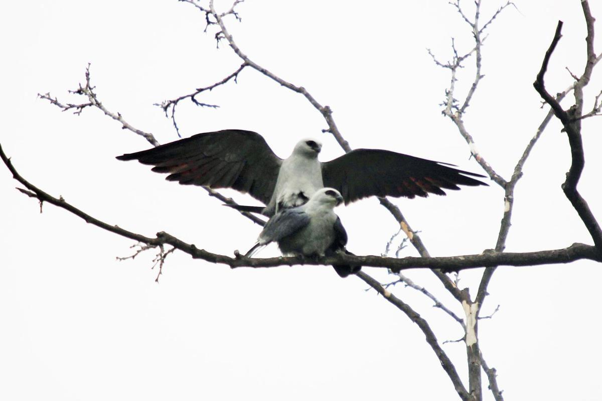 Mississippi Kites 1