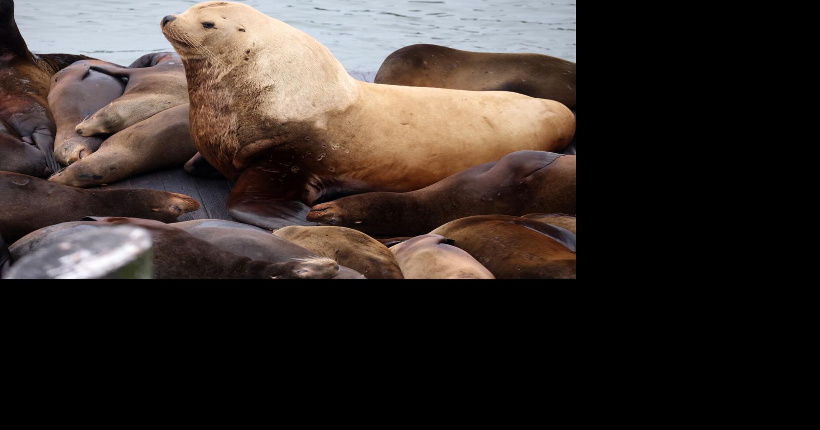 'Chonkers,' the massive sea lion, is drawing crowds at San Francisco pier