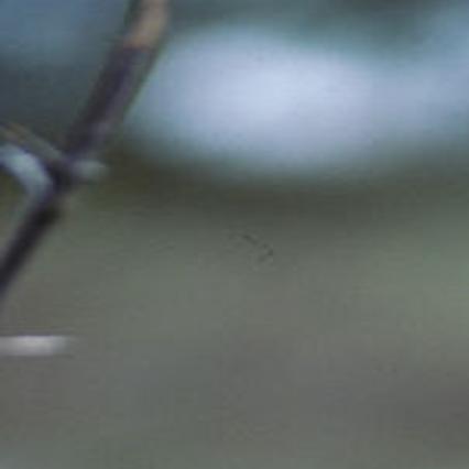 Bobcat Hunt Permits Draw Large Response State And Regional