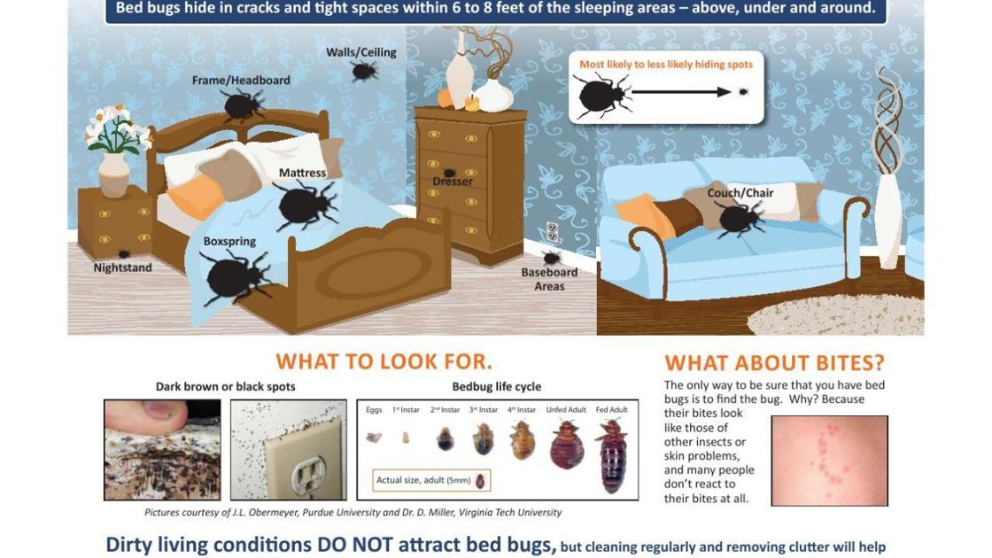 Bed bugs poster | | herald-review.com