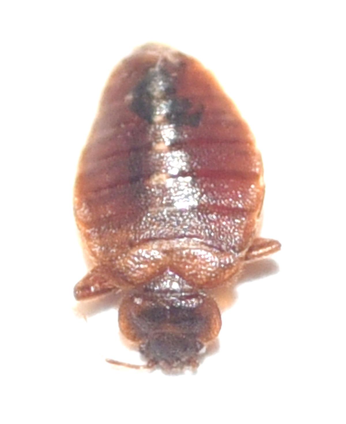 Bed bug numbers on the rise in Central Illinois Local
