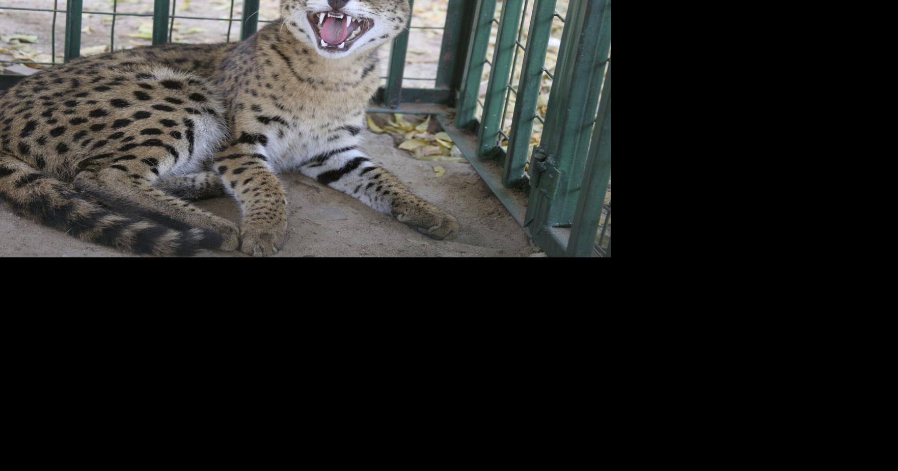Serval cat still missing in Decatur