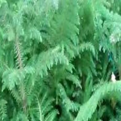 Plant Palette Keep These Christmas Pines Green Long After Holidays Home Garden Herald Review Com