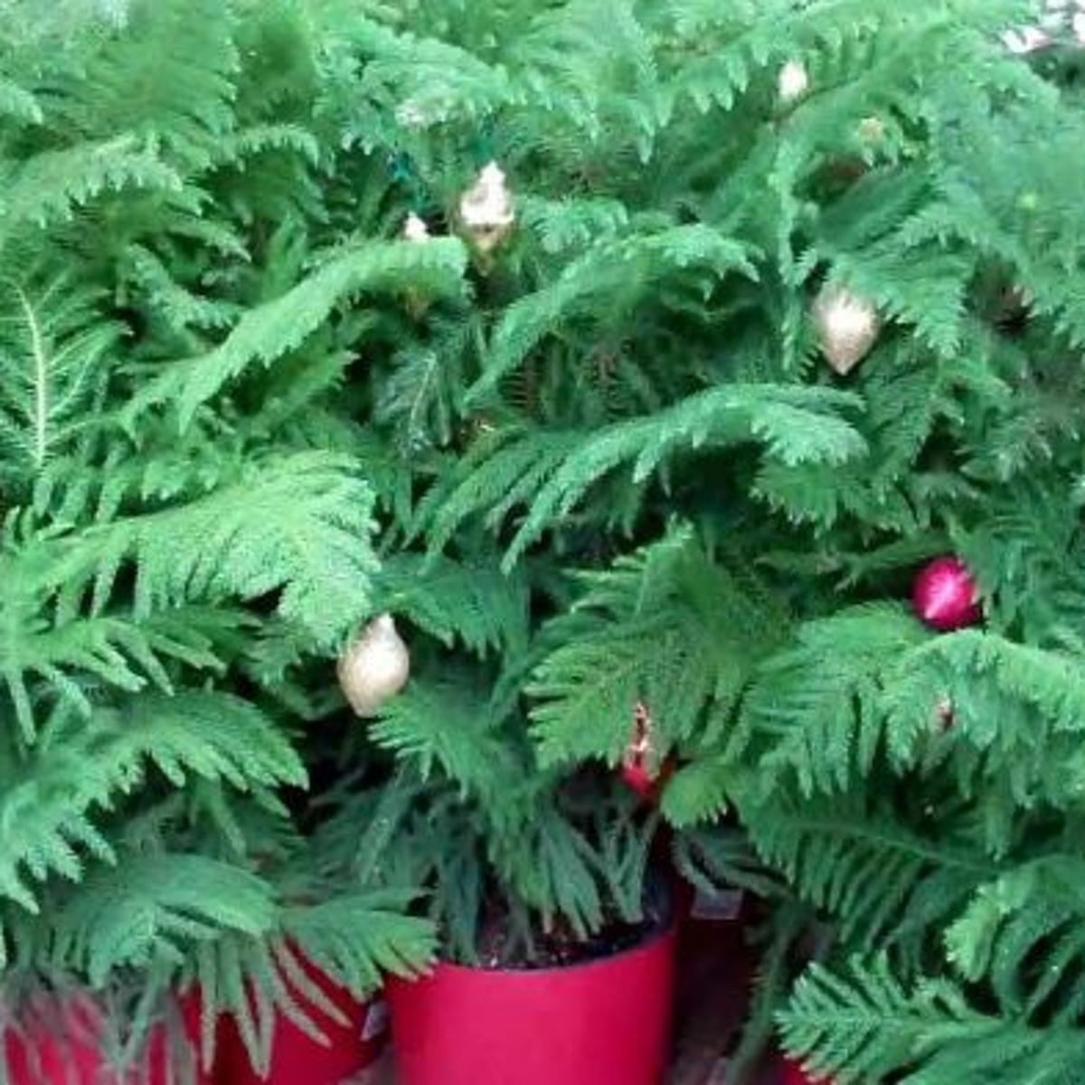 Plant Palette Keep These Christmas Pines Green Long After Holidays Home Garden Herald Review Com Plant Palette Keep These Christmas Pines Green Long After Holidays Home Garden Herald Review Com