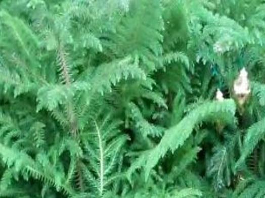 Plant Palette Keep These Christmas Pines Green Long After Holidays Home Garden Herald Review Com