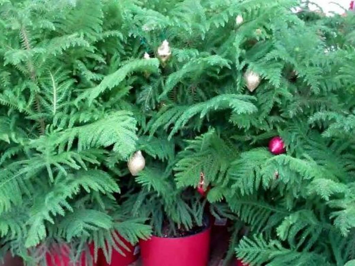 Plant Palette Keep These Christmas Pines Green Long After Holidays Home Garden Herald Review Com Plant Palette Keep These Christmas Pines Green Long After Holidays Home Garden Herald Review Com
