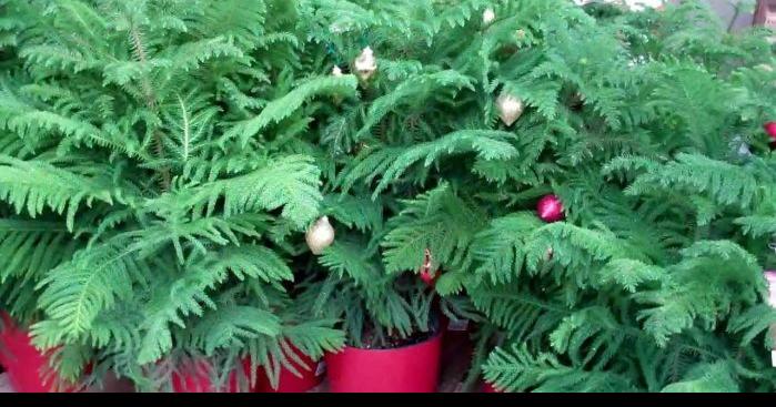 Plant Palette Keep These Christmas Pines Green Long After Holidays Home Garden Herald Review Com