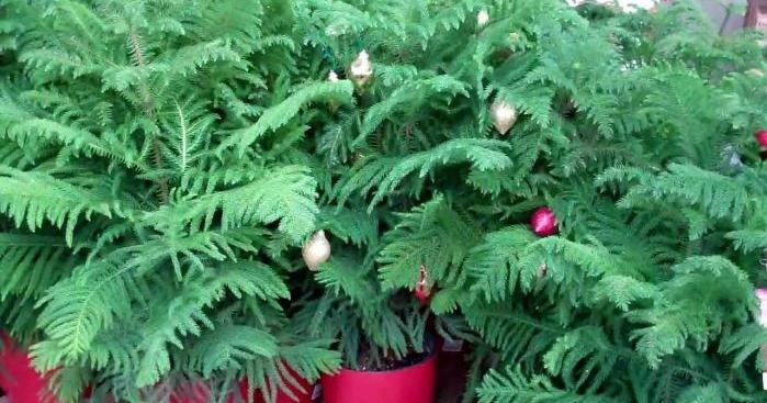 Plant Palette Keep These Christmas Pines Green Long After Holidays Home Garden Herald Review Com Plant Palette Keep These Christmas Pines Green Long After Holidays Home Garden Herald Review Com