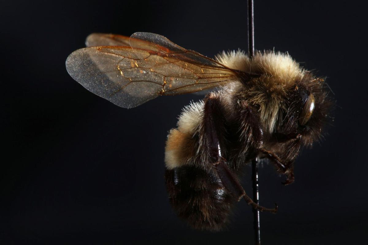 The endangered rusty patched bumblebee is at the center of a legal