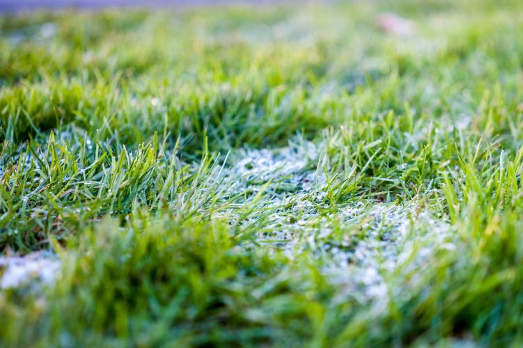 How low should you mow?