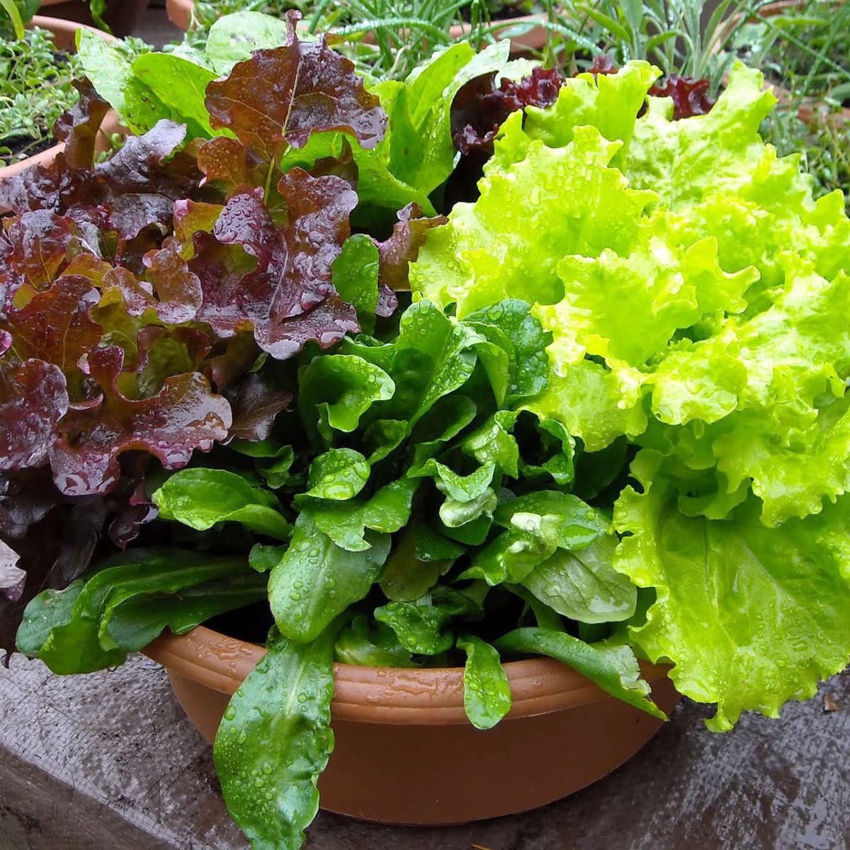 Plant Palette Hasten Spring By Planting Salad Greens Home Garden Herald Review Com Plant Palette Hasten Spring By Planting Salad Greens Home Garden Herald Review Com