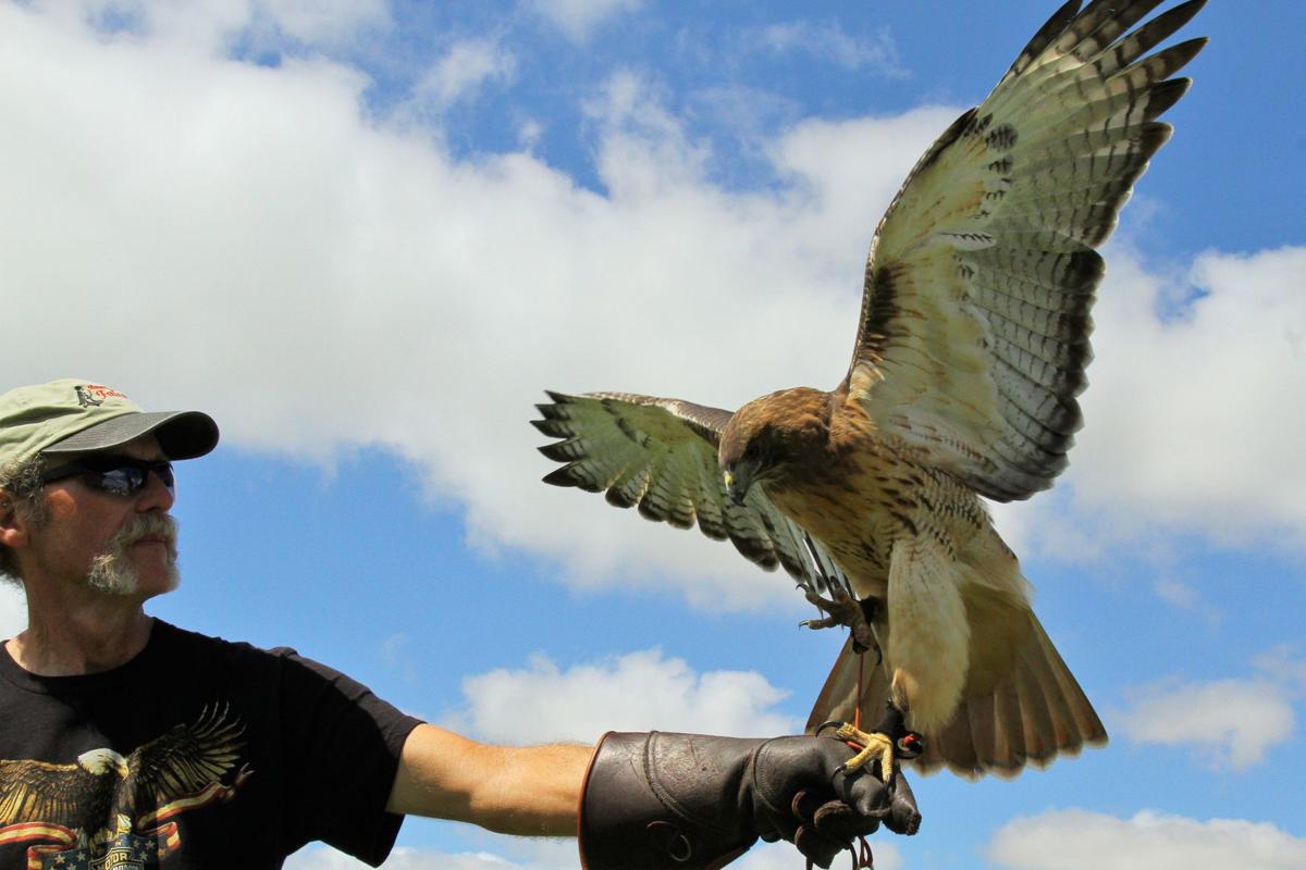 A Higher Calling Hawk S Demise Carries Attention To Non Insulated