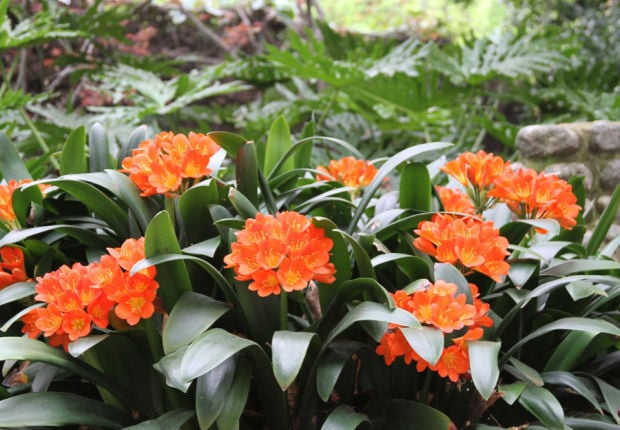 Plant Palette Clivias Costly But Blooms Delight Home Garden Herald Review Com