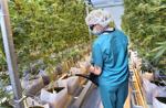 082821-illinois-farmfocus-2cannabis