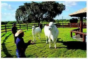 Meet Viatina-19, the $4 million cow