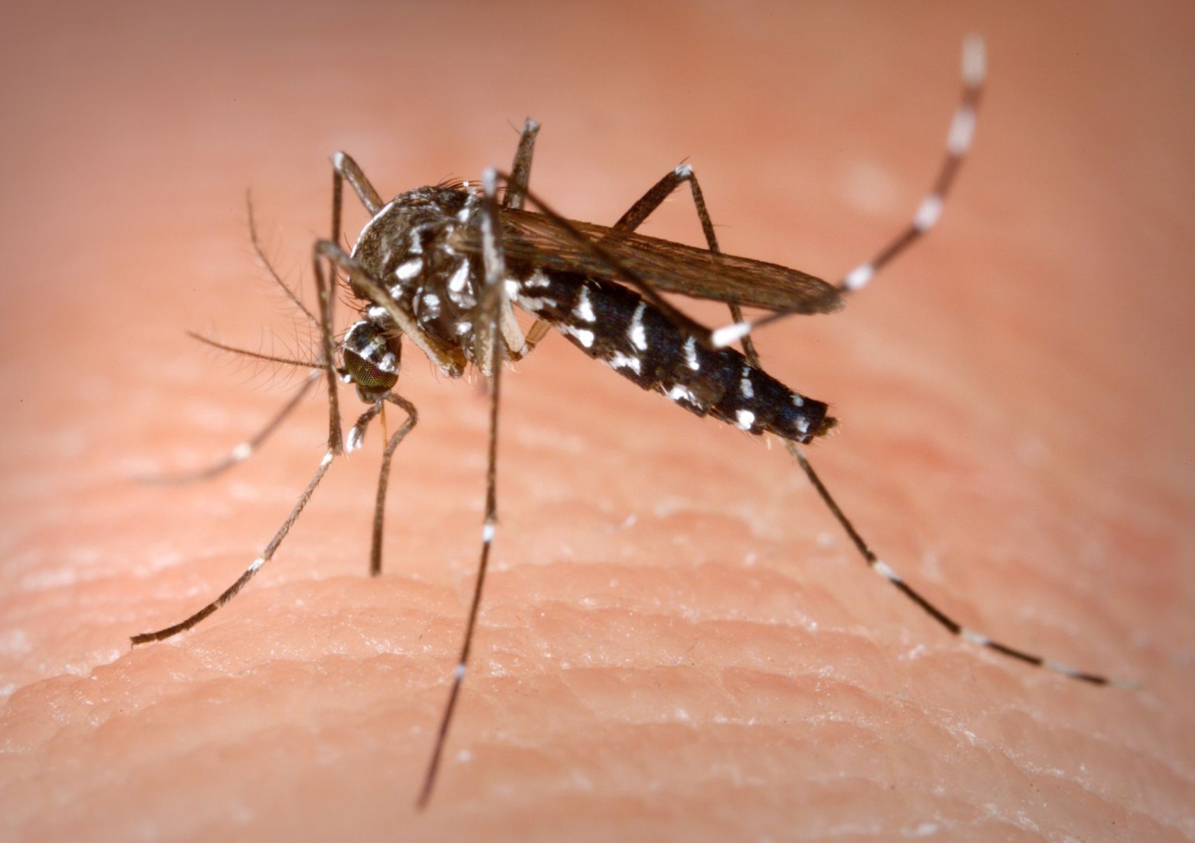 First West Nile fatality in state First West Nile fatality in state