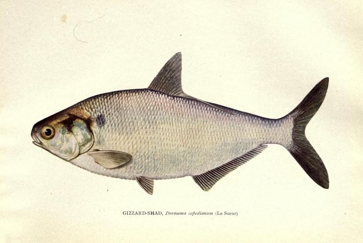 What is the future of the Biodiversity Heritage Library?