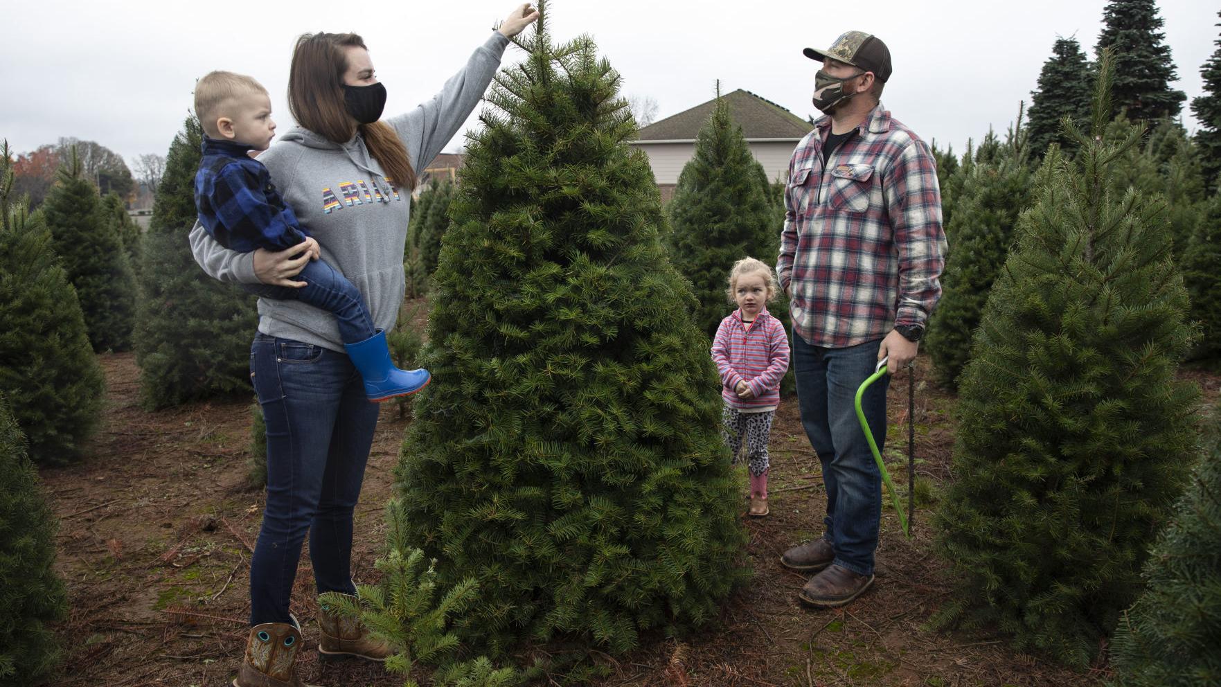 Time is running out: Where in Central Illinois to get your live Christmas trees, decorðŸŽ„ - Vimarsana News
