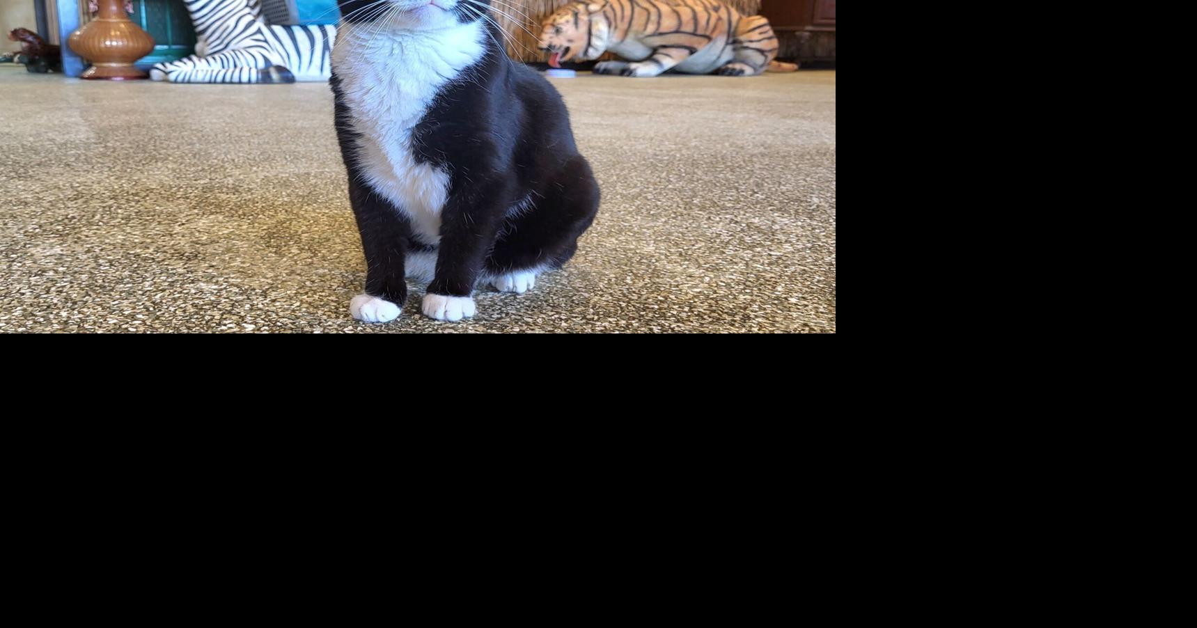 Adoptable cats play, roam at Effingham Corner Cattery