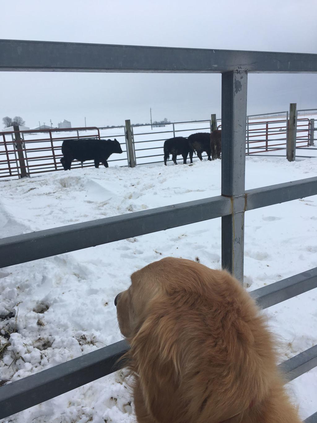 Livestock And Zoo Animals Weather The Central Illinois Freeze