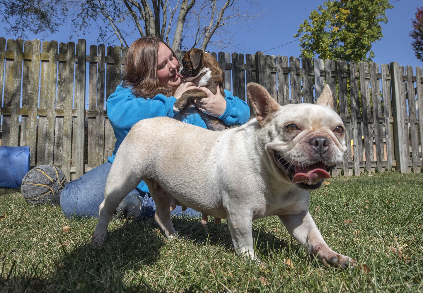 hudson animal shelter