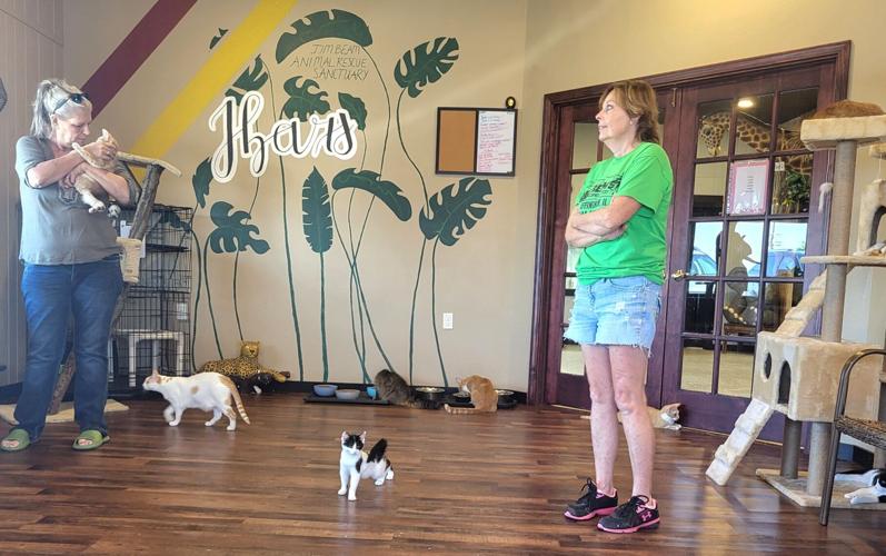 Adoptable cats play, roam at Effingham Corner Cattery