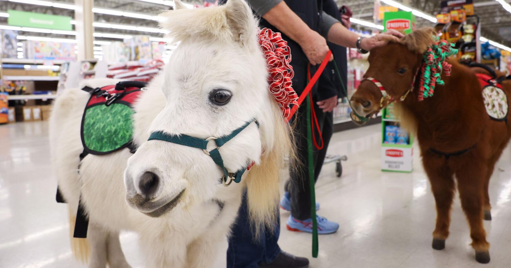 Heartland Mini Hoofs bring smiles wherever they go - Vimarsana News