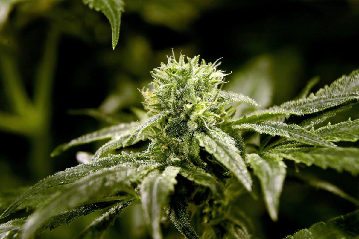 Cannabis plant