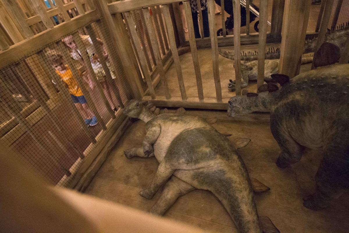 Noah S Ark Park Opens In Kentucky Herald Review Com Noah S Ark Park Opens In Kentucky Herald Review Com